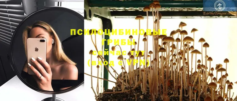 Псилоцибиновые грибы Psilocybe  Котельники 